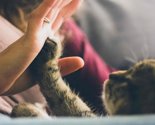 Bringing Your New Cat Or Kitten Home