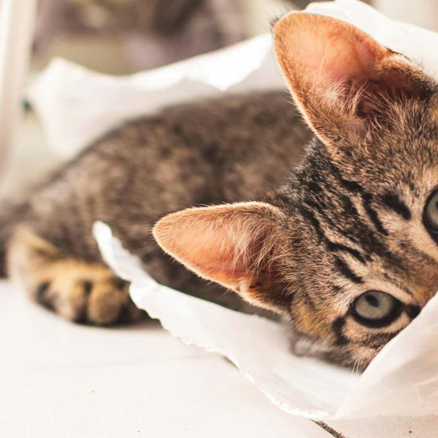 Preparing Your Home For A New Kitten
