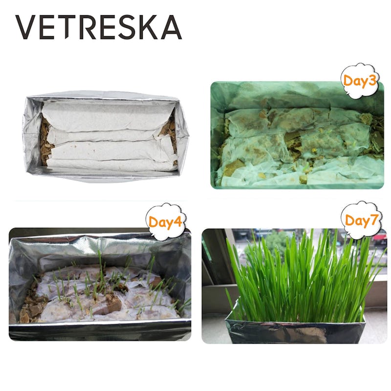 Vetreska soilless cat grass - ryegrass