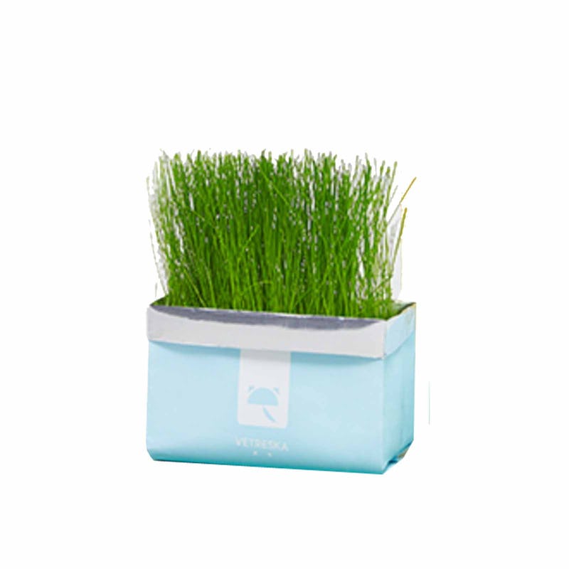 Vetreska soilless cat grass - ryegrass