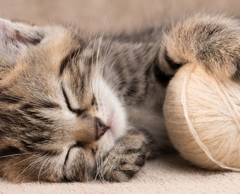 Cute sleeping tabby kitten with balls of wool panoramic banner.