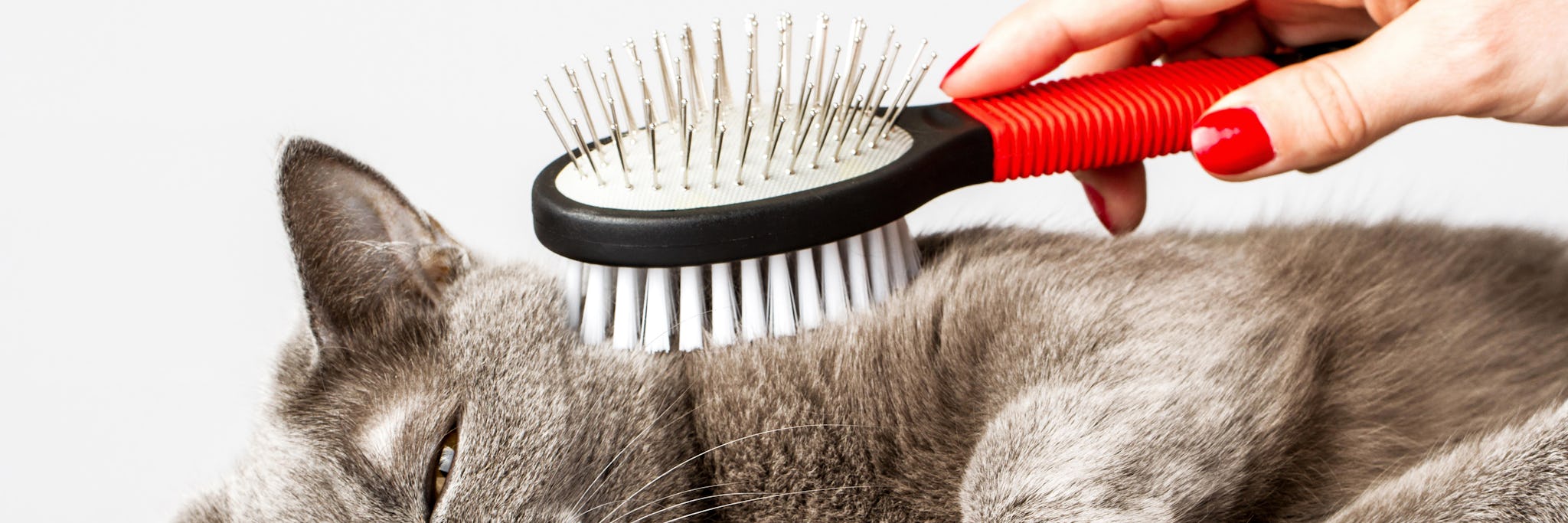 Cat enjoying being brushed with a comb
