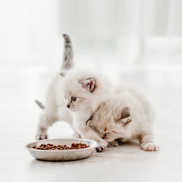 Two adorable ragdoll kittens standing close to metal bowl with feed on blurred white background and looking back