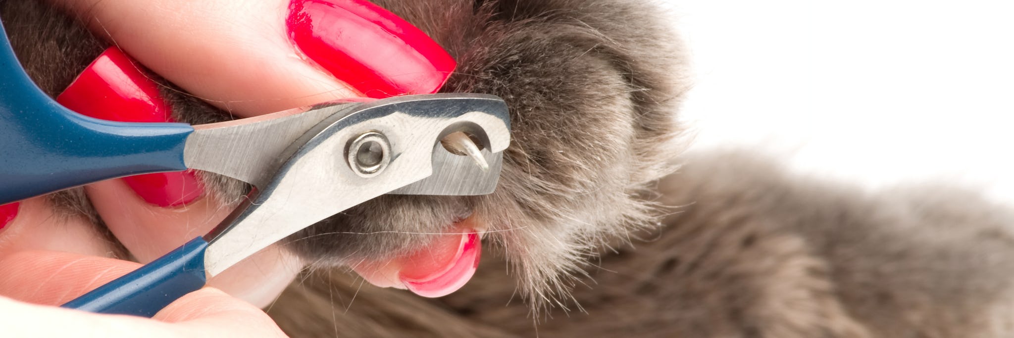 Nail Clipping for Cats