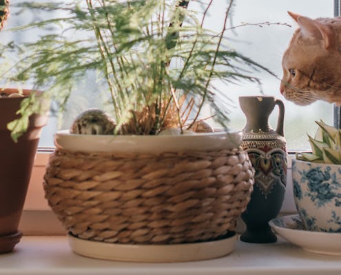 A windowsill with many pots of flowers and a cat. Close-up of pots, cacti, succulents and leafy plants on the window on a sunny day. Cat sniffing plants